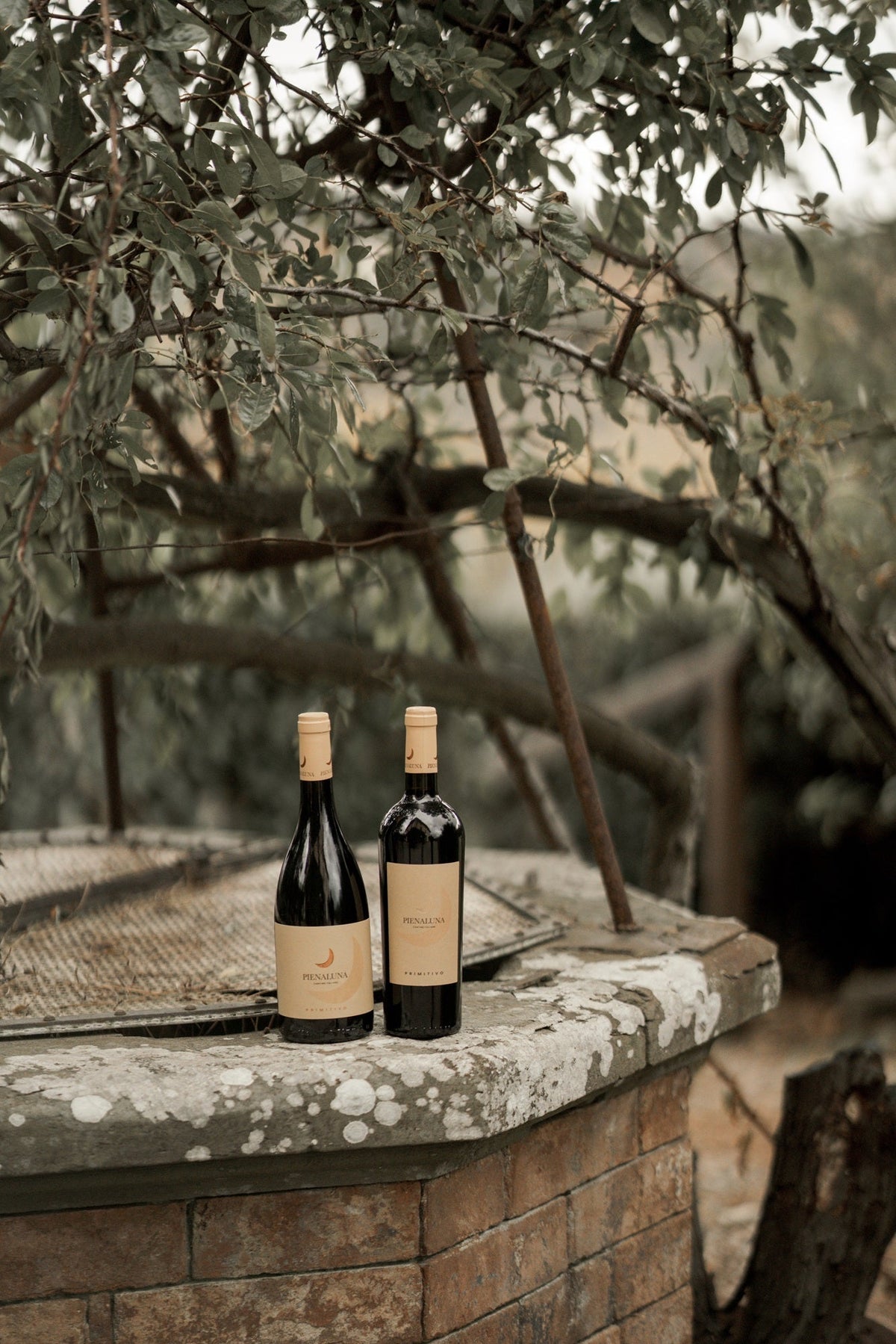 Primitivo di Puglia: caratteristiche, abbinamenti e come sceglierlo